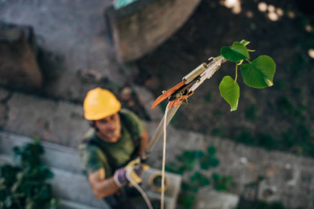 How Our Tree Care Process Works  in  Sale Creek, TN